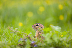 European ground squirrel