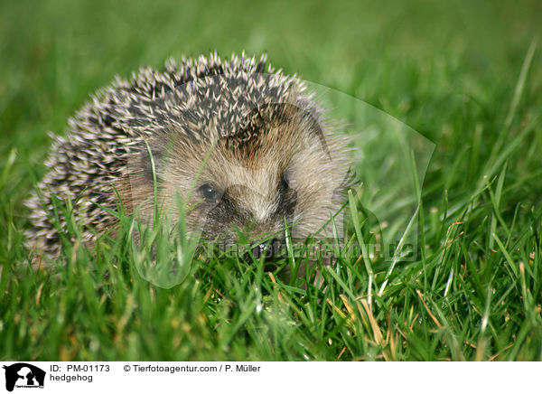 hedgehog / PM-01173