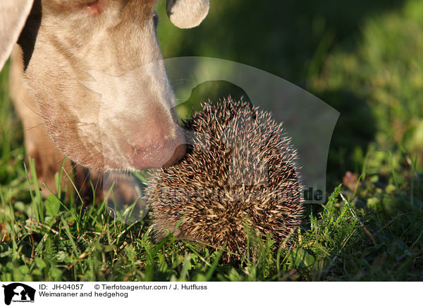 Weimaraner and hedgehog / JH-04057