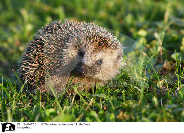 hedgehog / JH-04250