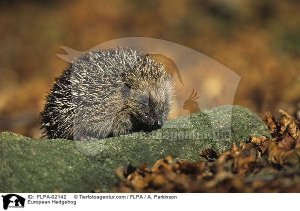 European Hedgehog / FLPA-02142