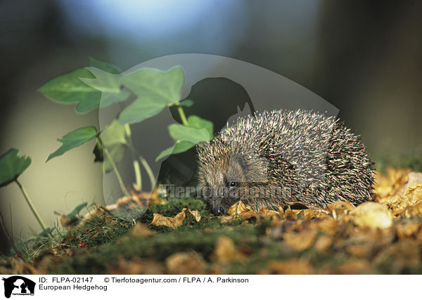 European Hedgehog / FLPA-02147