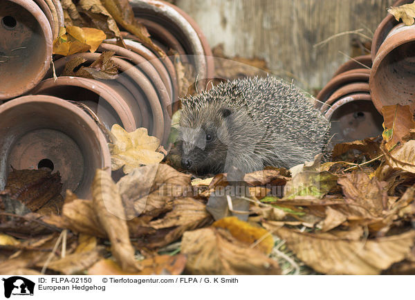 European Hedgehog / FLPA-02150