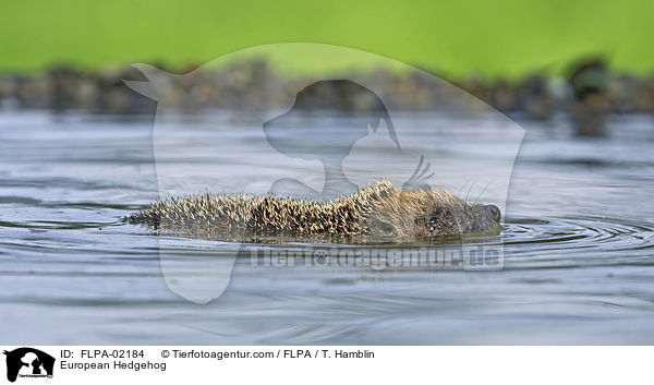 Braunbrustigel / European Hedgehog / FLPA-02184