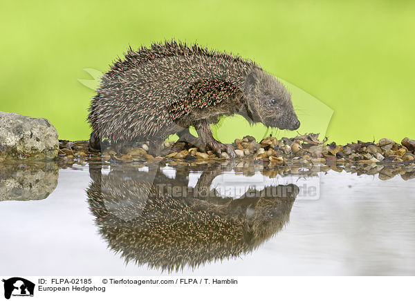 European Hedgehog / FLPA-02185