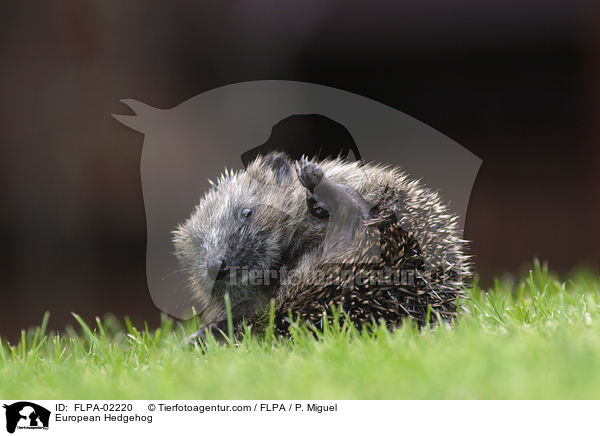 European Hedgehog / FLPA-02220
