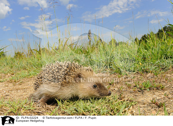 European Hedgehog / FLPA-02224