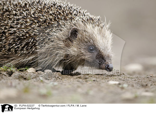 European Hedgehog / FLPA-02227