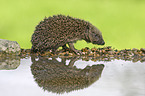 European Hedgehog