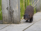 european mink