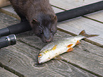 european mink