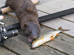 european mink