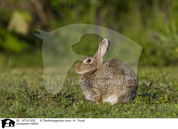 european rabbit / AT-01352