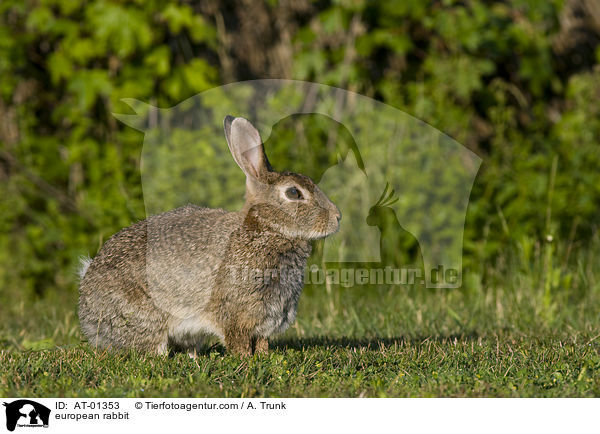 european rabbit / AT-01353