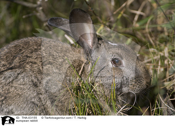 european rabbit / THA-03155