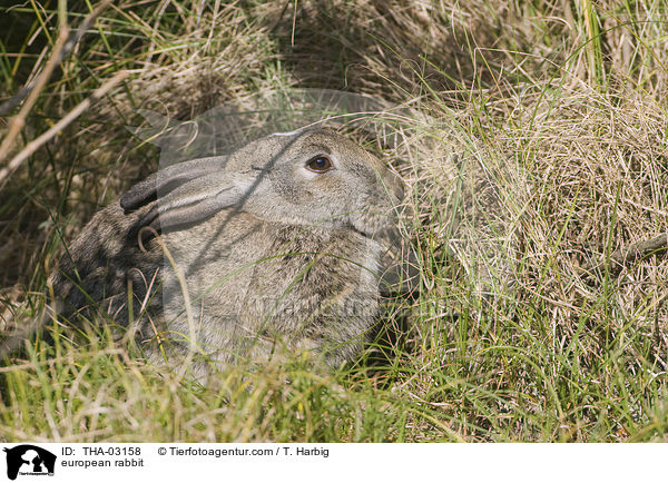 european rabbit / THA-03158