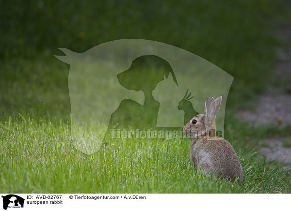 european rabbit / AVD-02767