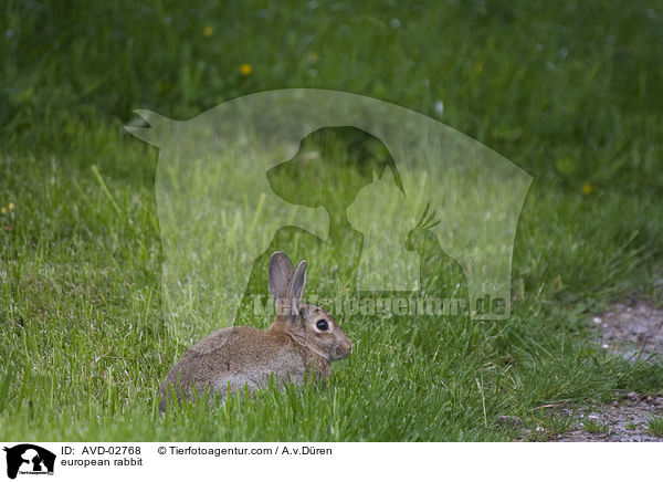 european rabbit / AVD-02768