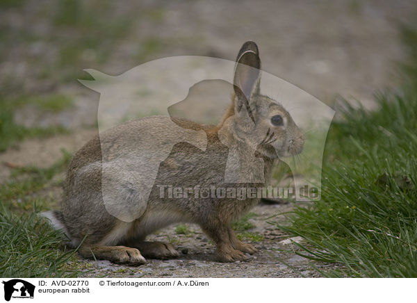 european rabbit / AVD-02770