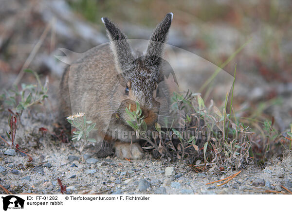 european rabbit / FF-01282