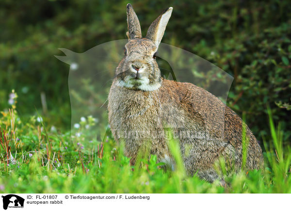 european rabbit / FL-01807