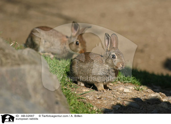 european rabbits / AB-02687