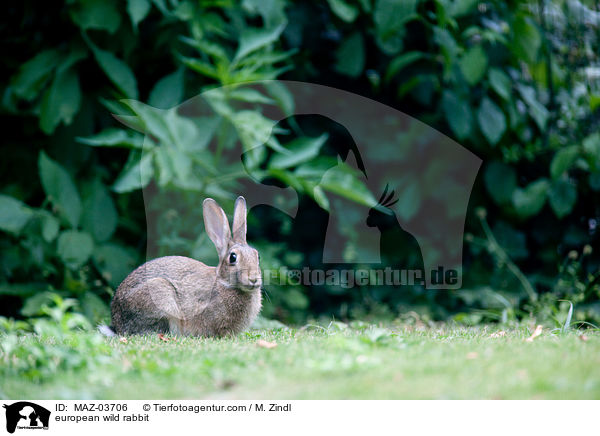 european wild rabbit / MAZ-03706