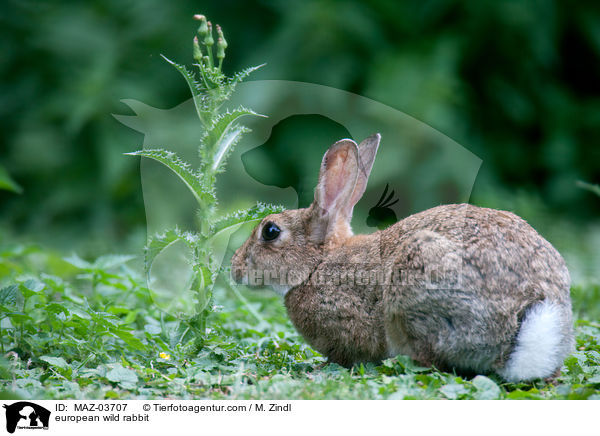 european wild rabbit / MAZ-03707