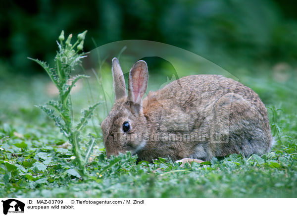european wild rabbit / MAZ-03709