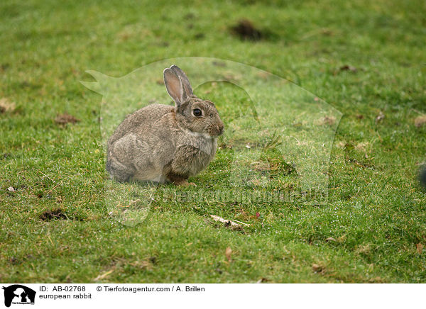 european rabbit / AB-02768