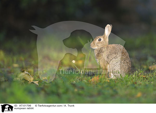 european rabbit / AT-01796