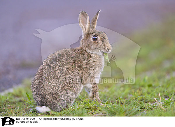 european rabbit / AT-01800