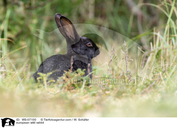 european wild rabbit / WS-07100