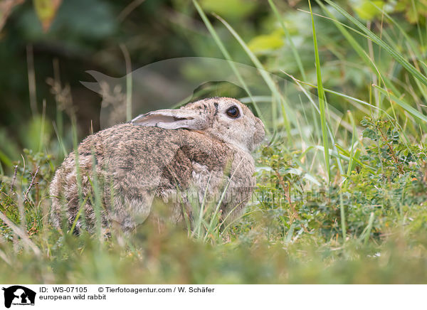 european wild rabbit / WS-07105
