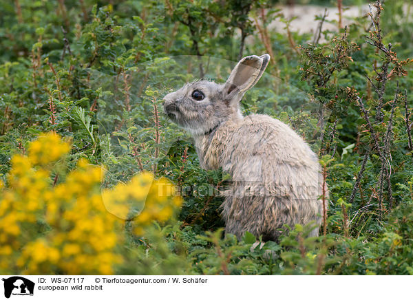 european wild rabbit / WS-07117