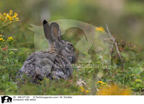 european wild rabbit / WS-07120