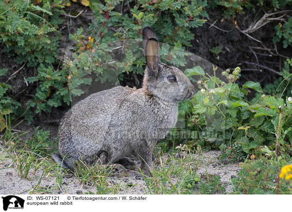 european wild rabbit / WS-07121