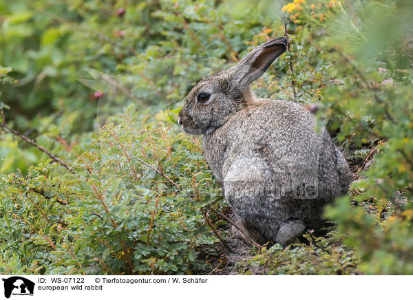 european wild rabbit / WS-07122
