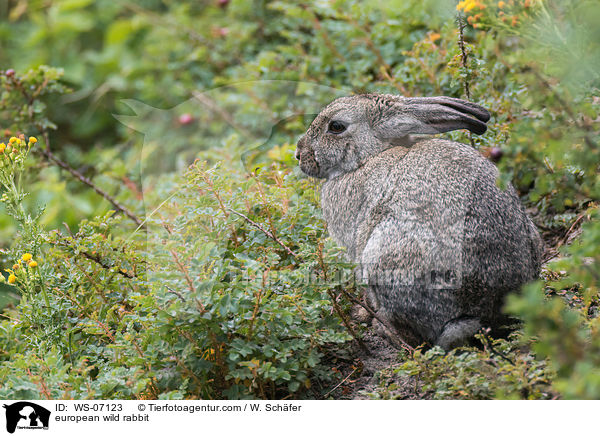 european wild rabbit / WS-07123