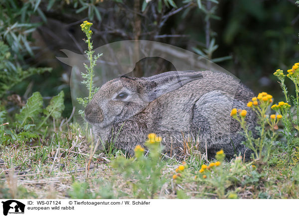 european wild rabbit / WS-07124
