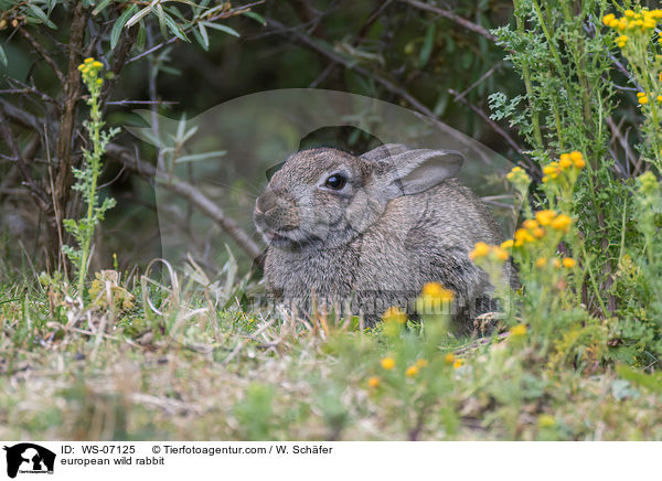 european wild rabbit / WS-07125