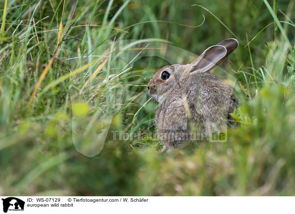 european wild rabbit / WS-07129
