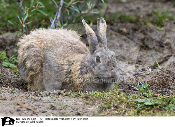 european wild rabbit / WS-07130