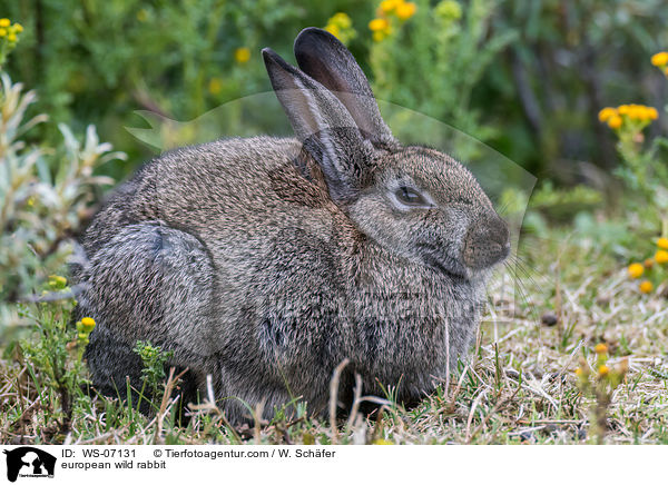 european wild rabbit / WS-07131
