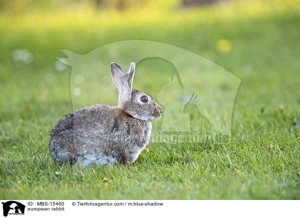 european rabbit / MBS-15460