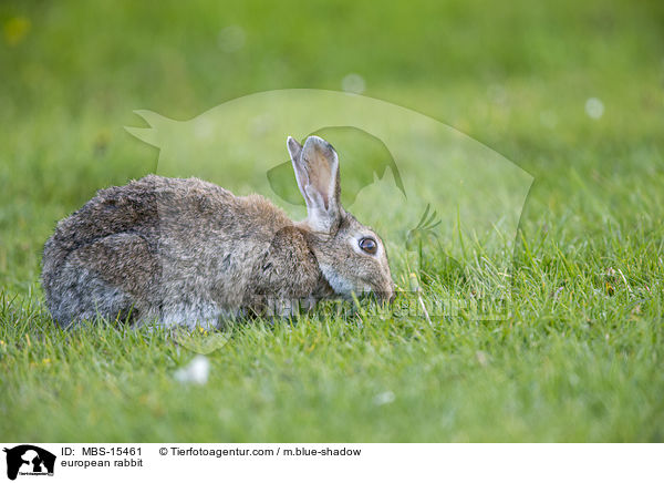 european rabbit / MBS-15461