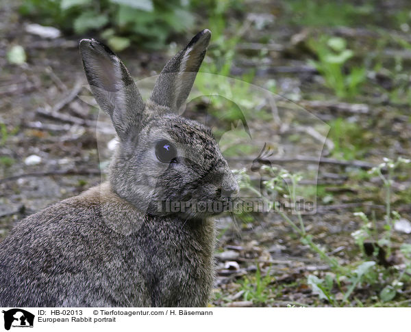 European Rabbit portrait / HB-02013