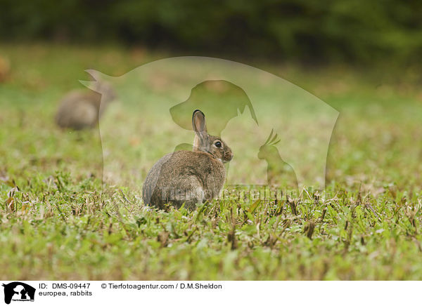 europea, rabbits / DMS-09447