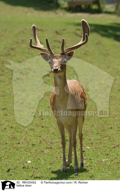 fallow deer / RR-00462