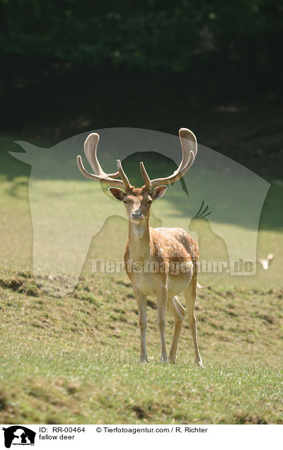 fallow deer / RR-00464